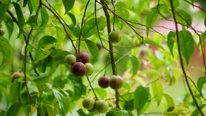 Mùa hồng quân ra trái