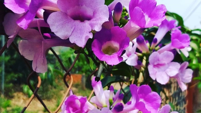 Giàn cây lan tỏi có hoa nở rộ