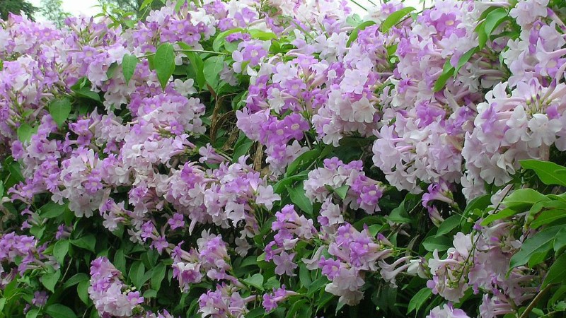 Cây lan tỏi ra hoa