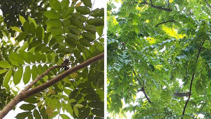 Cây lát hoa có tác dụng làm thuốc chữa bệnh
