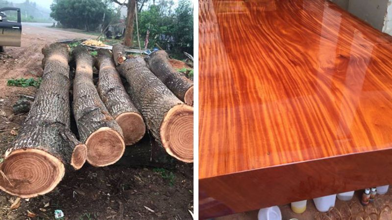 Cây lát hoa có tác dụng làm đẹp