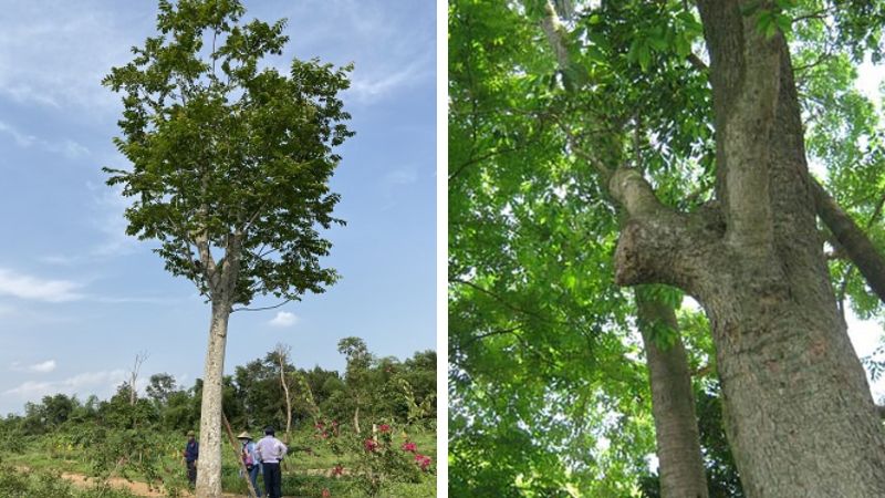 Cách trồng cây lát hoa tại nhà