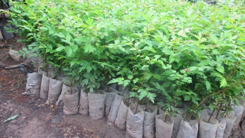Lưu ý khi trồng và chăm sóc cây lát hoa