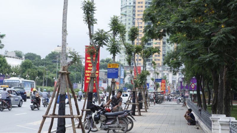 Cây lát hoa trên đường phố