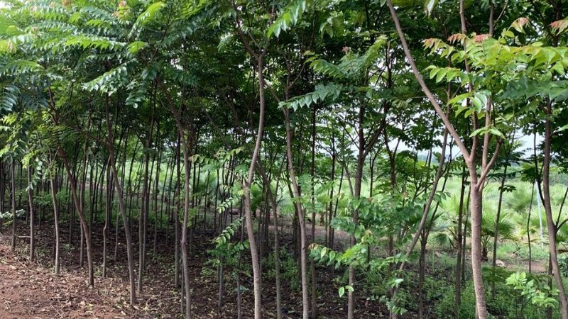 Cây lát hoa trồng công nghiệp