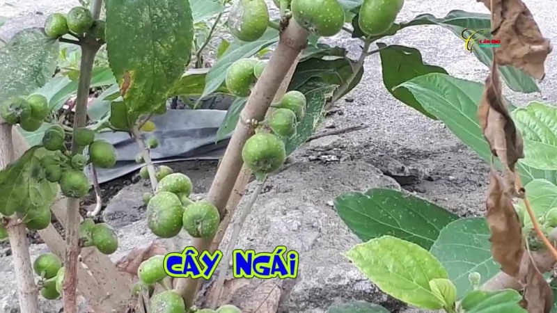 Cây ngái là cây gì?
