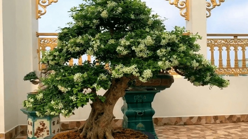 Ý nghĩa phong thuỷ cây nguyệt quế