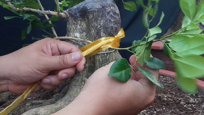 Cách trồng cây nguyệt quế tại nhà