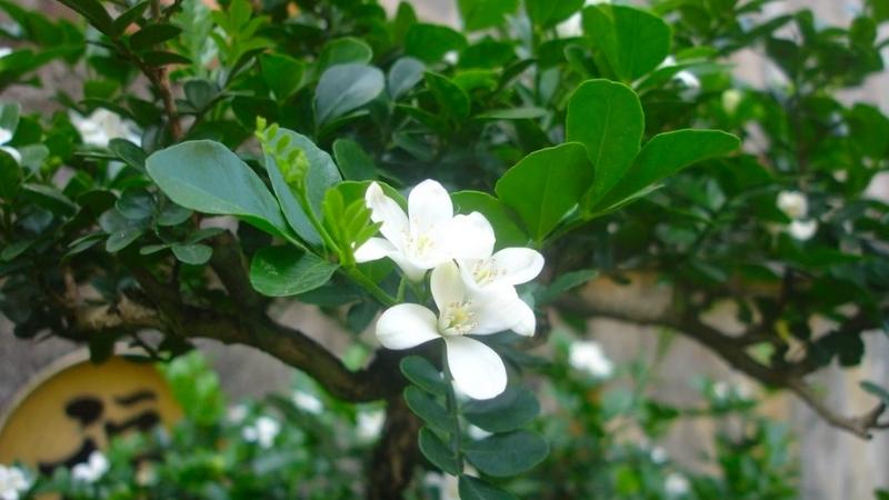 Tác dụng của cây nguyệt quế