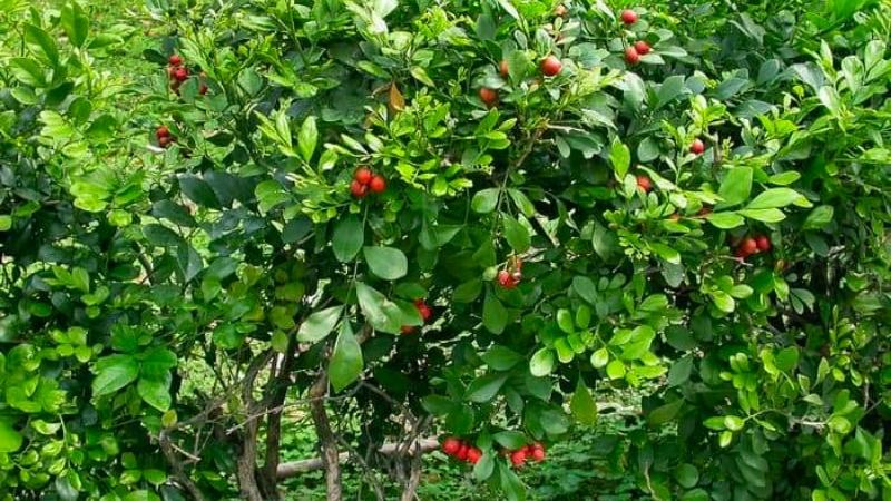 Cách chăm sóc cây nguyệt quế