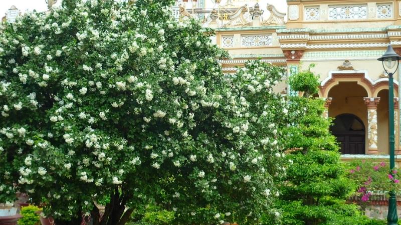 Cây nguyệt quế nở hoa xum xuê