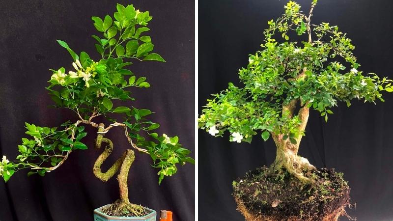 Cây nguyệt quế được uốn với hình dáng độc lạ