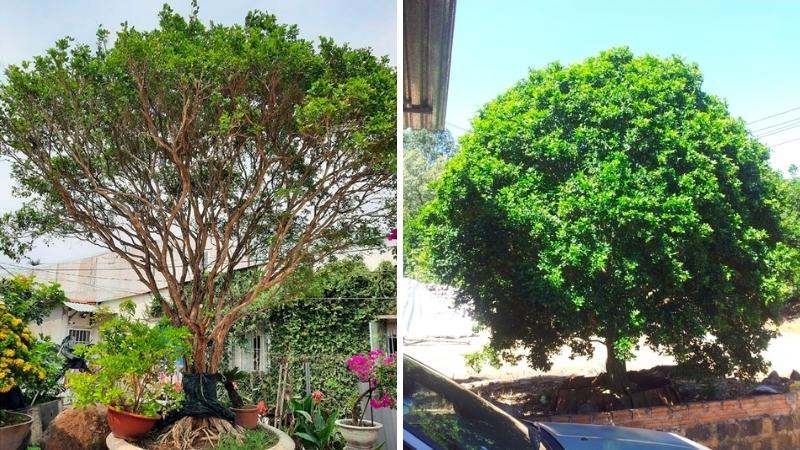 Cây nguyệt quế cổ thụ