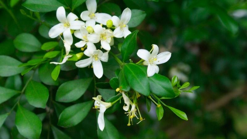 Đặc điểm, phân loại cây nguyệt quế