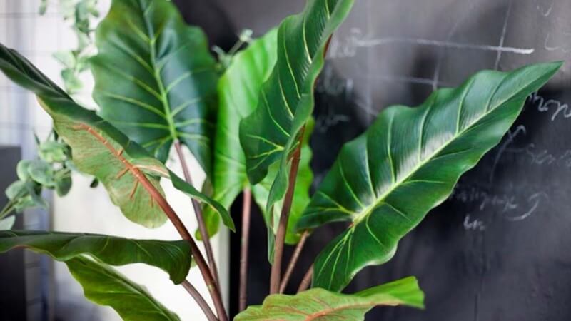 Hình ảnh đẹp của cây ráy voi