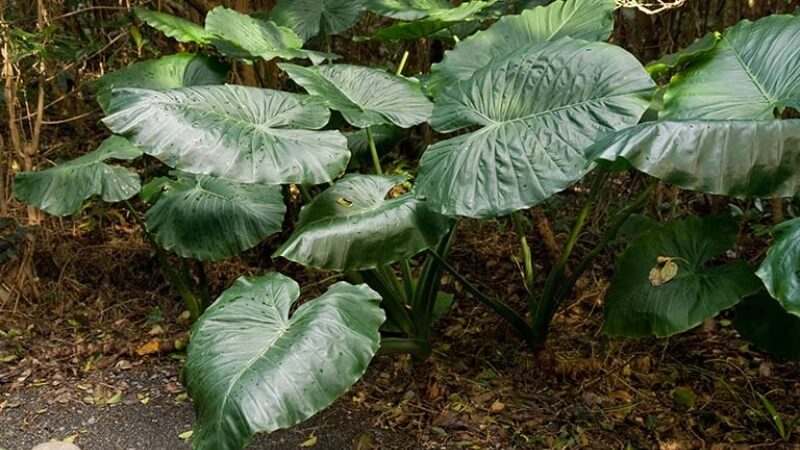 Tác dụng đối với sức khỏe