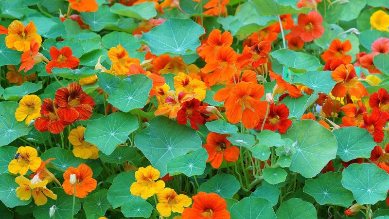 Nguồn gốc, ý nghĩa cây sen cạn