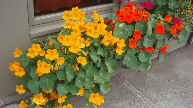 Cách trồng cây sen cạn tại nhà