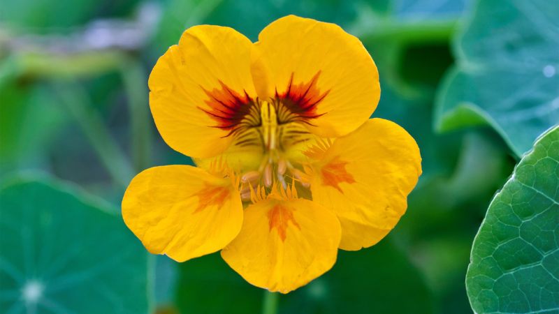 Cận cảnh hoa sen cạn màu vàng tươi