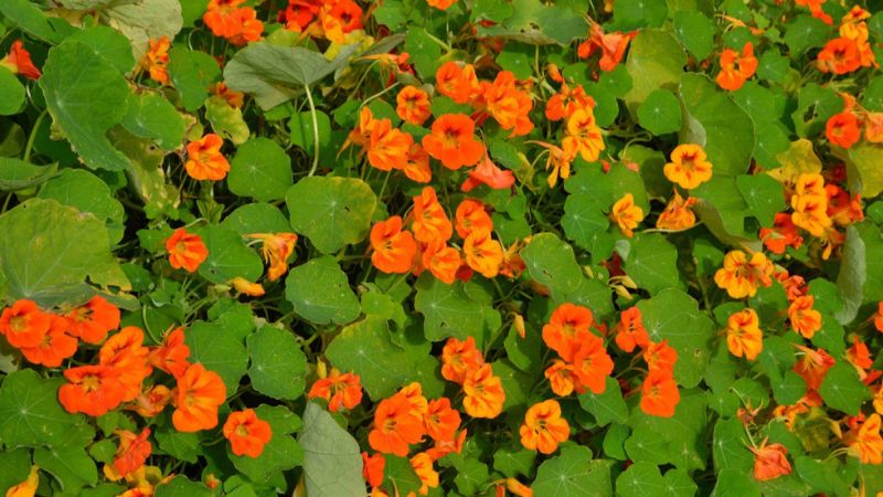 Hoa sen cạn có màu cam rực rỡ dưới nắng