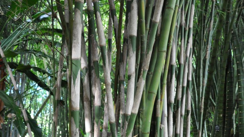 Đặc điểm, phân loại cây tầm vông