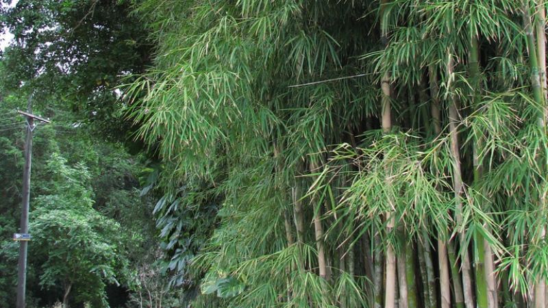 Cây tầm vông