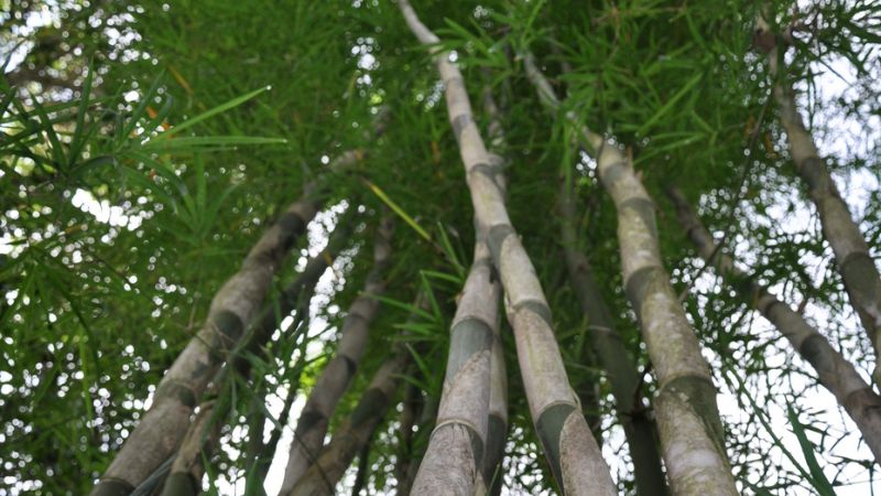Cây tầm vông nhìn từ dưới lên