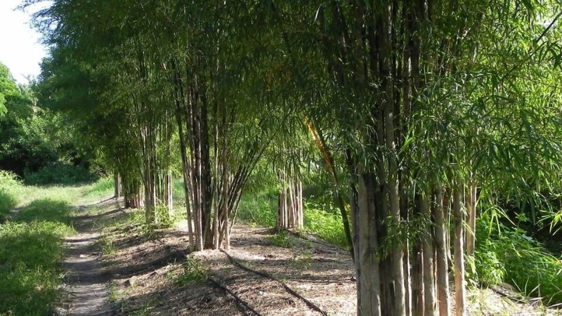 Tầm vông thường mọc thành bụi dày