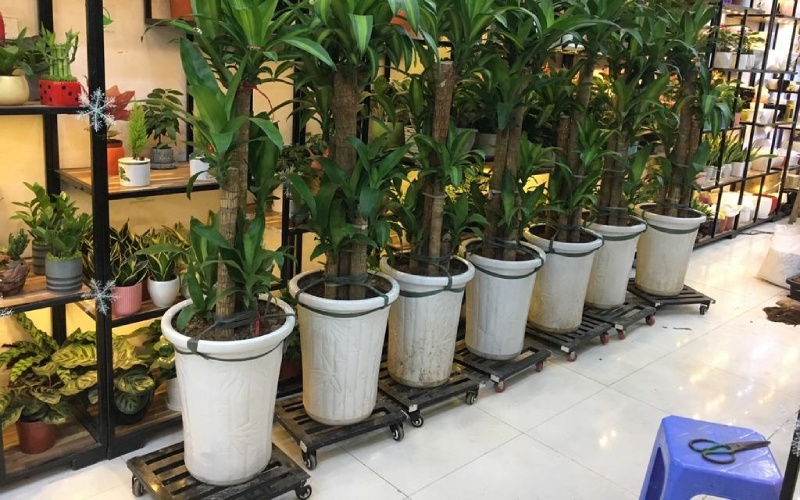 Cây thiết mộc lan trồng trong chậu lớn
