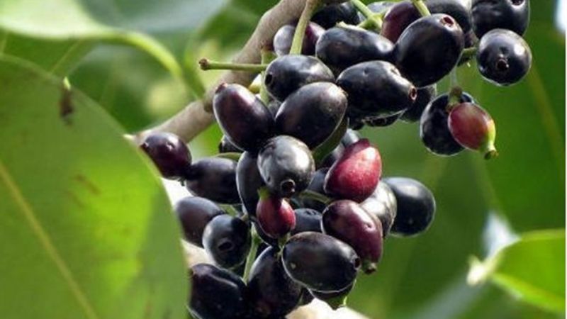 Tác dụng đối với sức khỏe