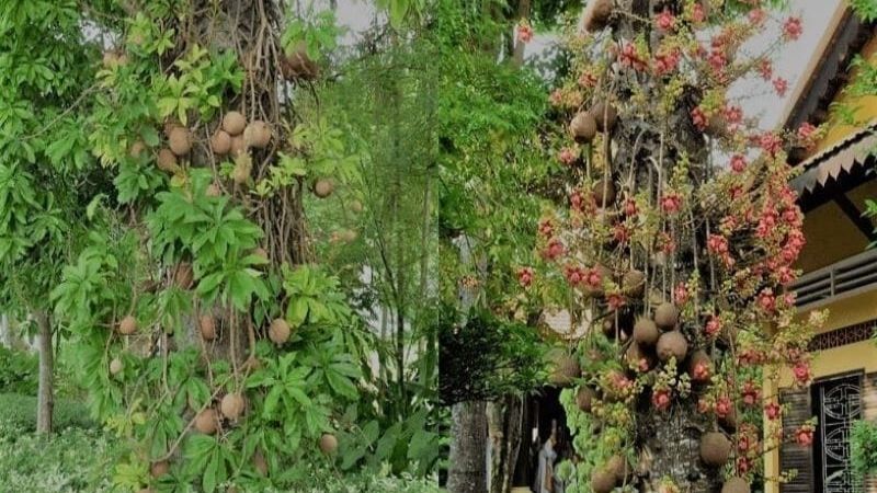 Cây sala hay còn gọi là cây Ngọc Kỳ Lân, cây Đầu Lân, cây Ưu Đam