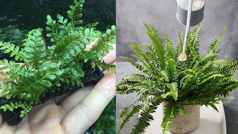 Cách trồng và chăm sóc cây dương xỉ cổ đại