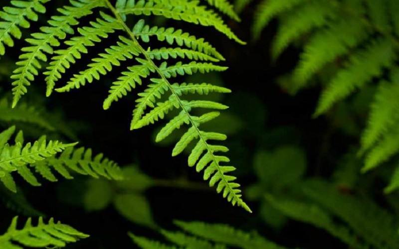 Gió êm lá mềm như thắp nên những hy vọng mới, những sự sống mới
