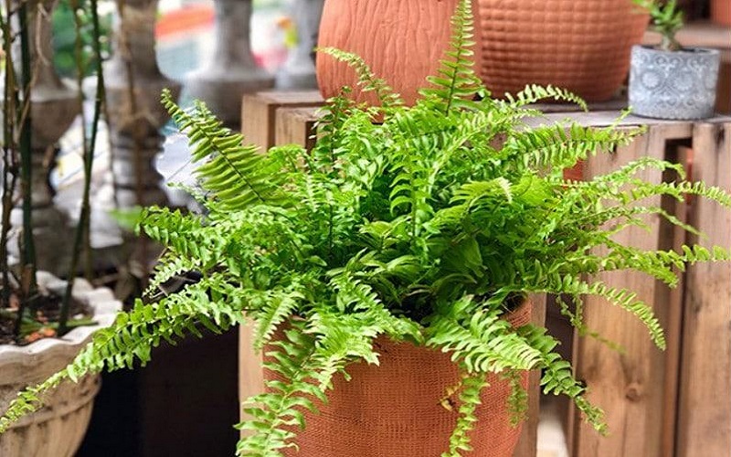  Màu xanh lá cây là biểu tượng của mùa xuân, là màu của sự sống và là biểu tượng của hòa bình