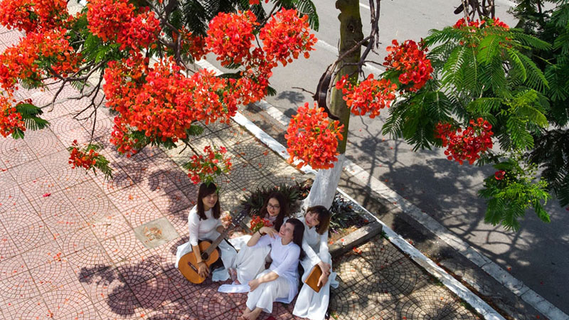 Hoa phượng thường được gọi là hoa học trò