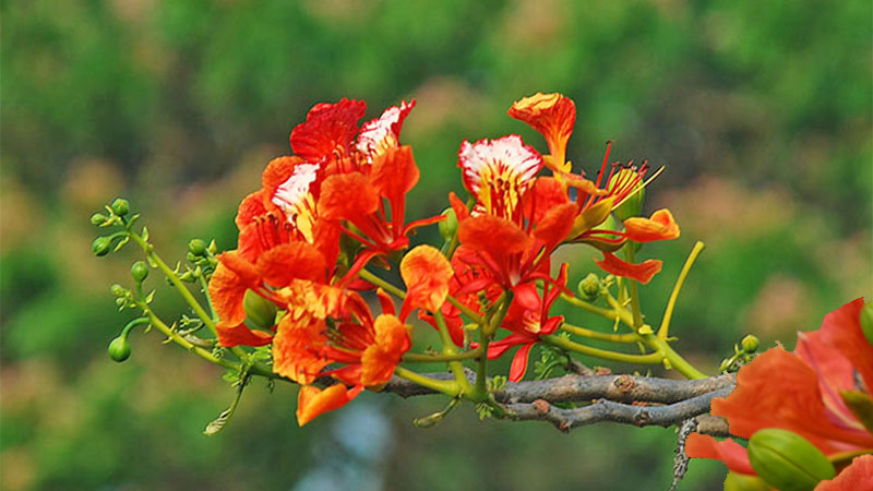 Khi phượng sắp ra hoa thì phải tăng cường bón phân