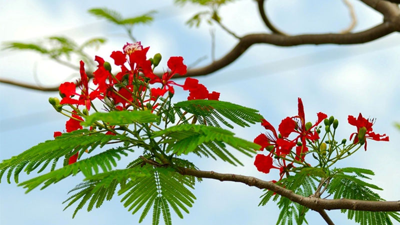 Lá cây mọc thành chùm trông giống đuôi chim phượng