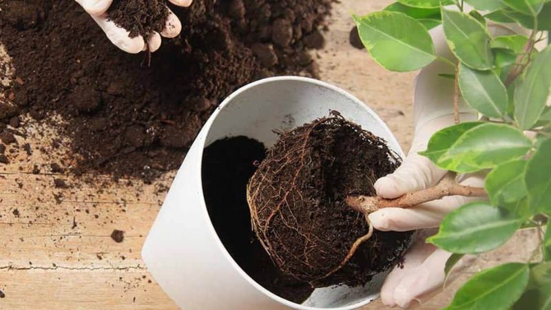 Thay chậu cho cây cảnh