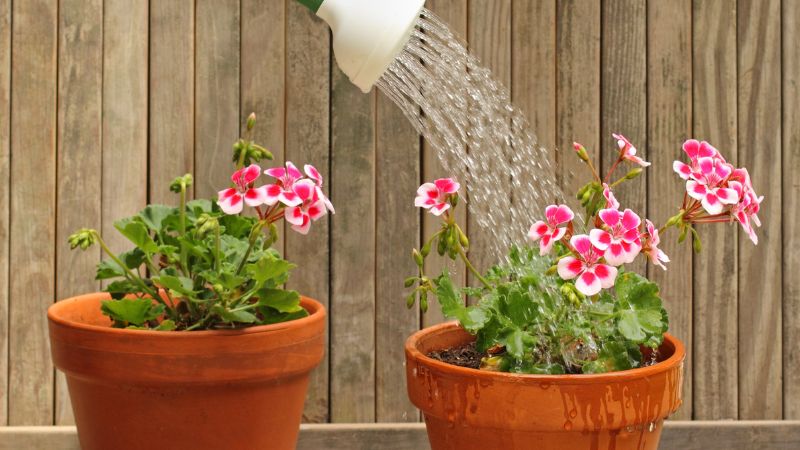 Hạn chế tưới nước cho cây cảnh