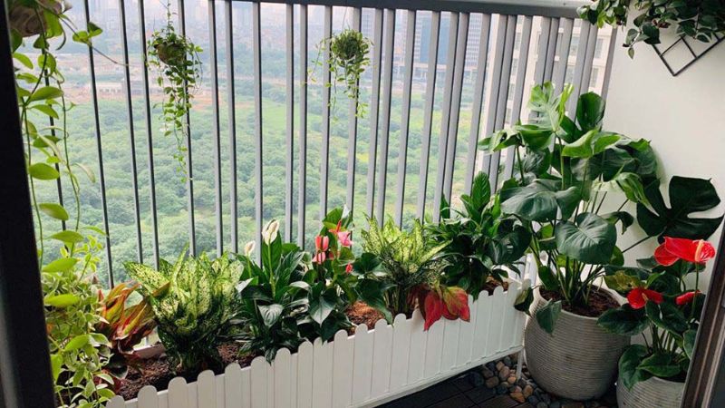 Tránh để cây tiếp xúc trực tiếp với ánh nắng mặt trời