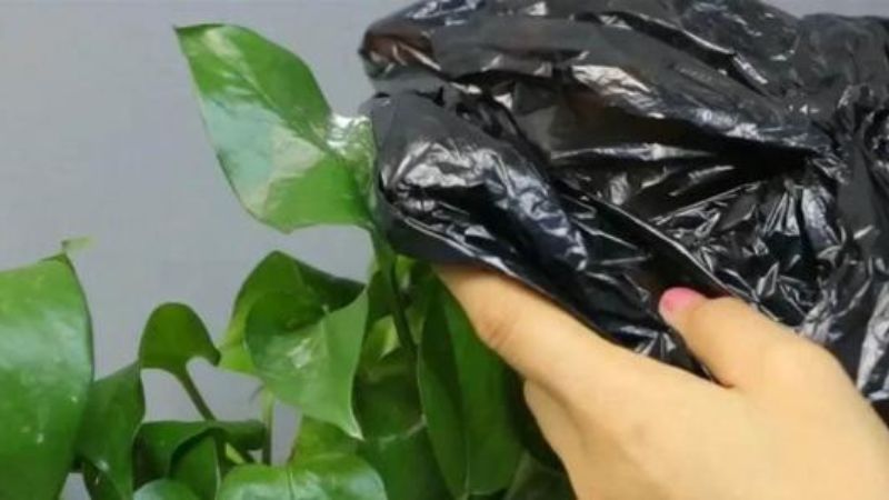Tạo nhà kính cho cây cảnh