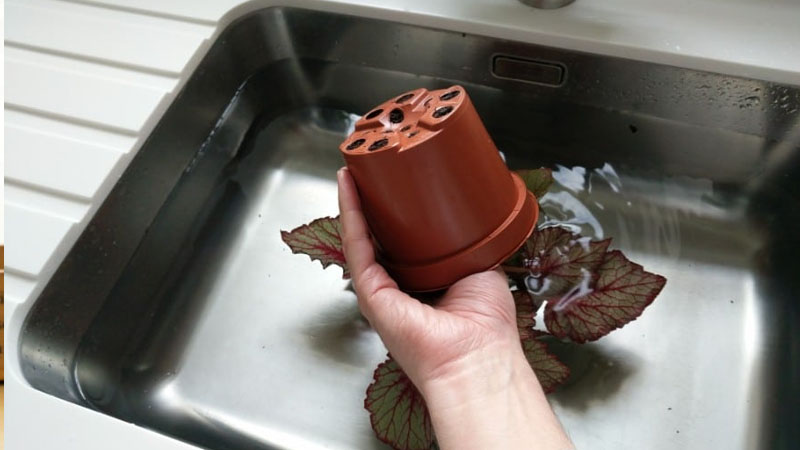 Rửa lá dưới vòi nước hay trong xô nước
