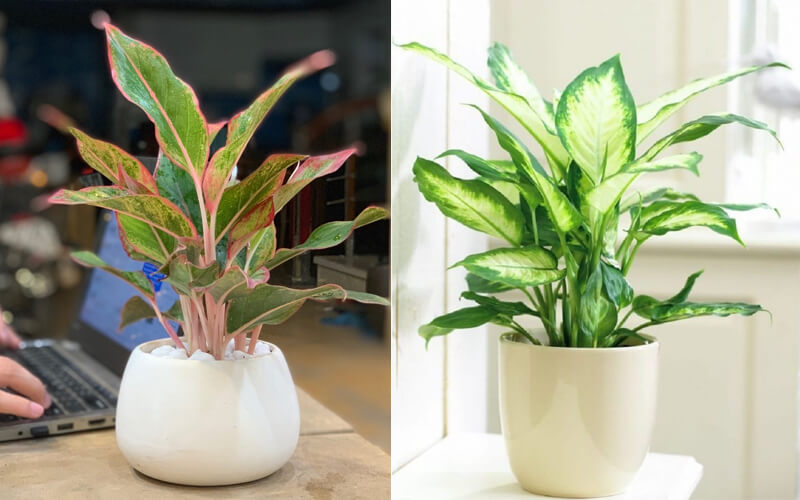 Cách chọn cây phong thủy cho người làm tổ chức sự kiện, nghệ sĩ, sale