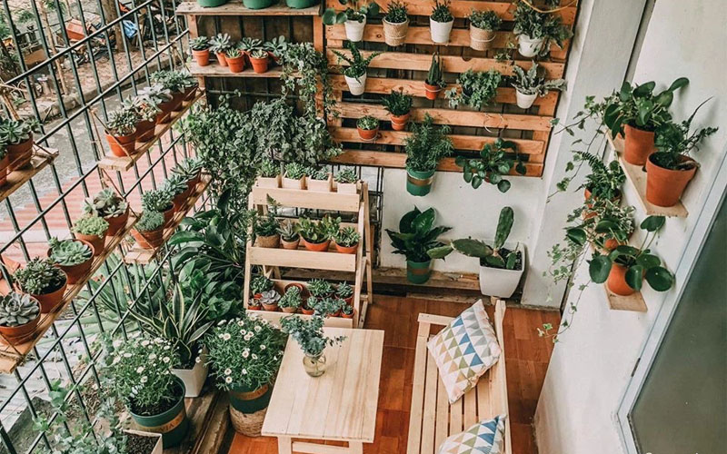 Hoa phù hợp trồng ở các hướng
