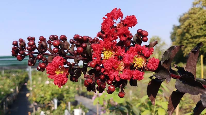 Huyết long