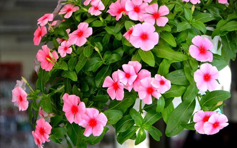Dừa cạn