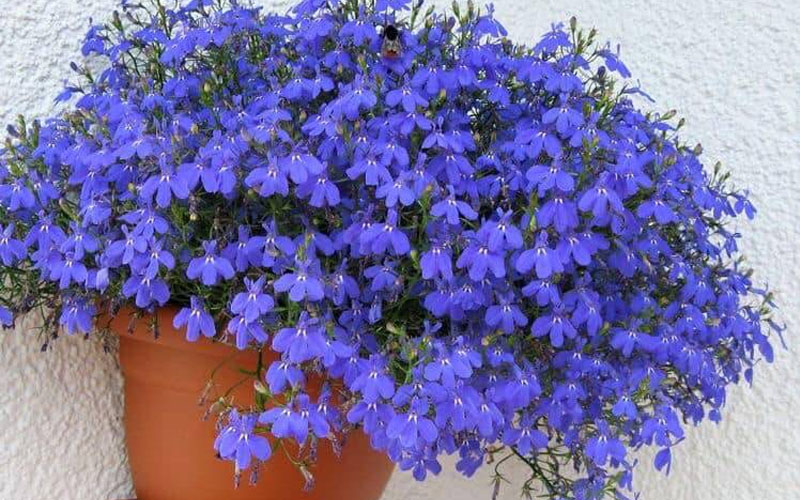Cúc lobelia