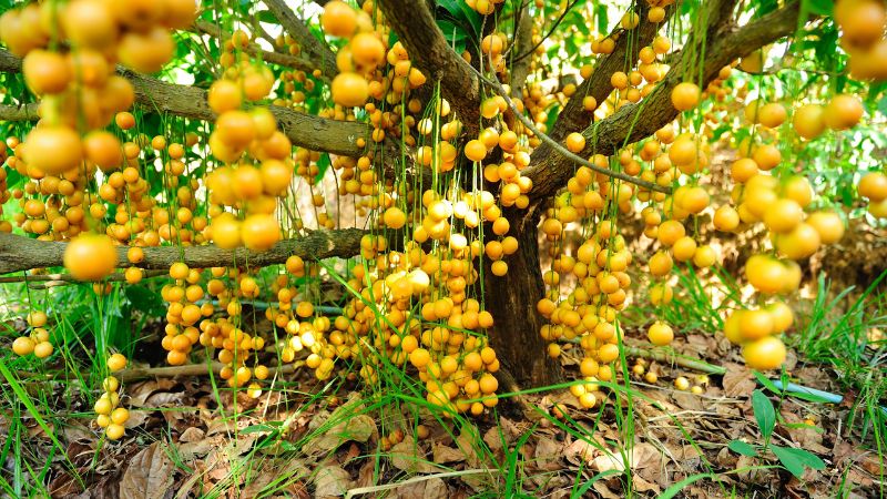 Cây dâu da có tên khoa học là Baccaurea sapida