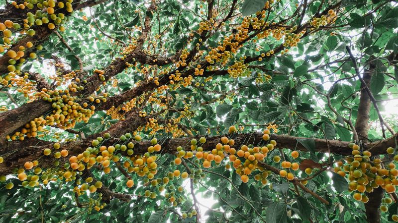 Cây dâu da chụp từ dưới lên