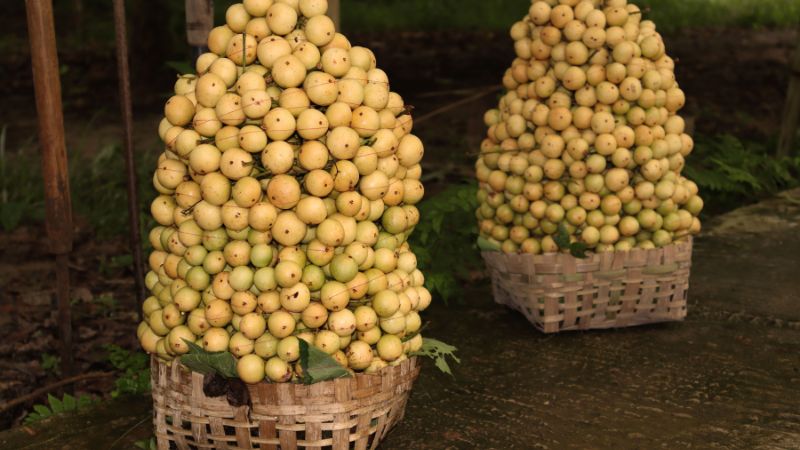 Dâu da được xếp chùm to